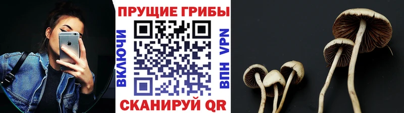 купить наркоту  МЕГА ССЫЛКА  Псилоцибиновые грибы Cubensis  Подольск 